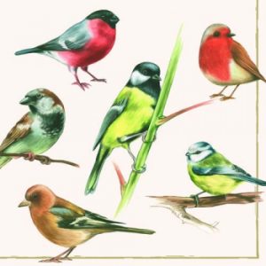 Birds / Peacocks