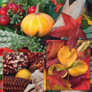 Autumn/Harvest