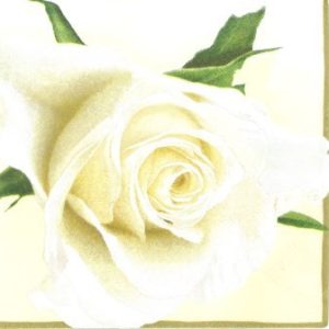 White Rose Creme 13303975 1 2048x2048