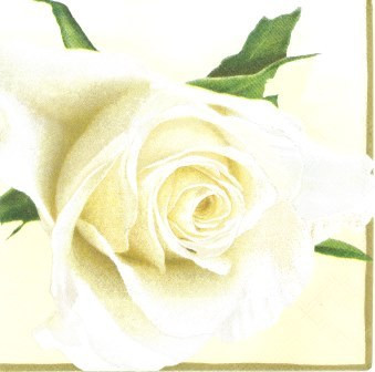 White Rose Creme 13303975   1 2048x2048