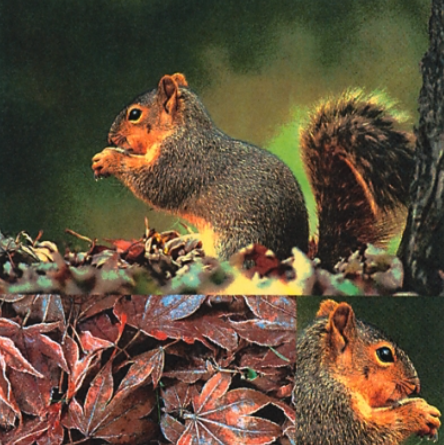 full packet x 20 3ply squirrel collage paper napkins lunch size by Ti-Flair featuring three images of two squirrels eating nuts and one of autumn leaves
