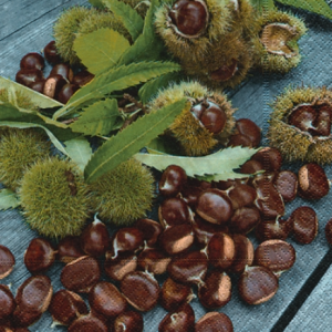 full packet x 20 3ply horse chestnuts paper napkins lunch size by Paper + Design featuring a photograph image of horse chestnuts
