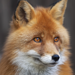 full packet x 20 3ply red fox paper napkins lunch size by PPD featuring an image of a red fox face